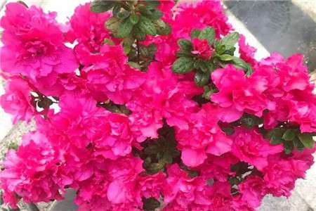 杜鹃花 杜鹃花