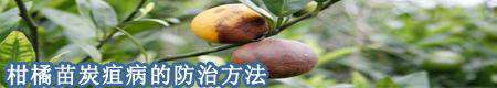 柑橘苗炭疽病的防治方法