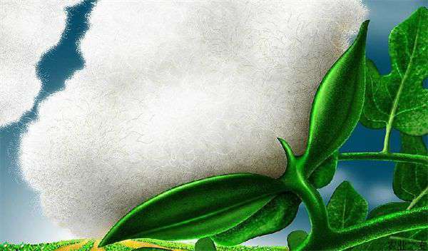 棉花苗期使用杀菌剂注意事项