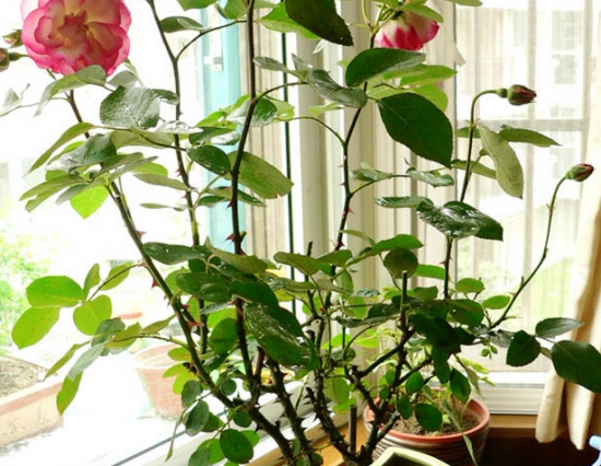 月季盆花 月季盆花