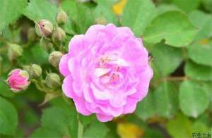 粉团蔷薇叶蜂防治方法