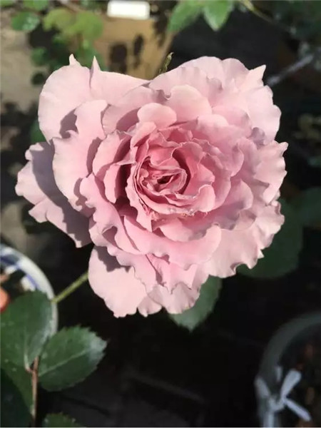 不开花原因:土壤肥力不足 不开花原因:土壤肥力不足