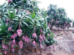 综合管理采用新技术   芒果保花保果坐果多