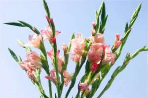 唐菖蒲种球冬天怎么种