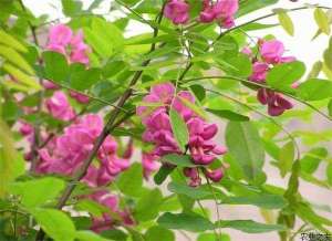 香花槐的栽培技术