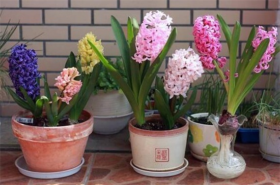 冬季适合养什么花耐寒,盘点十大最耐寒的花卉