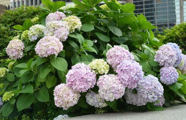 八仙花种植管理技术