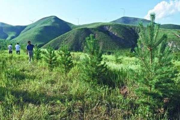 京冀合作,近几年崇礼区的荒山坡上已种植水源保护林4.75万亩。.jpg