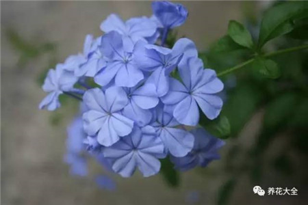 蓝雪花 蓝雪花