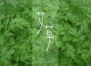 从艾草叶中提取的艾草精油有哪些功效和作用