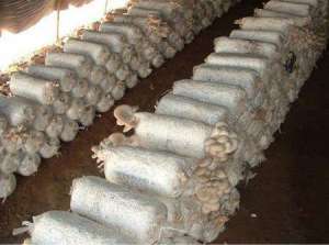 盛夏怎么栽培平菇？