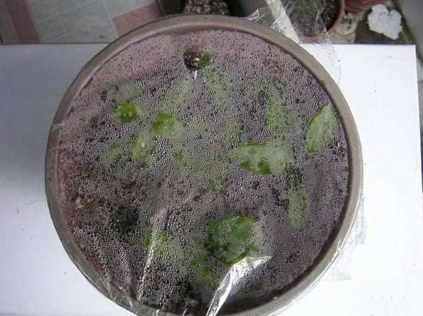 三角梅加保鲜膜加湿 三角梅加保鲜膜加湿