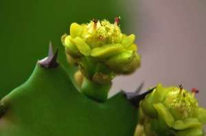 怎么让仙人掌开花？仙人掌开花有什么条件