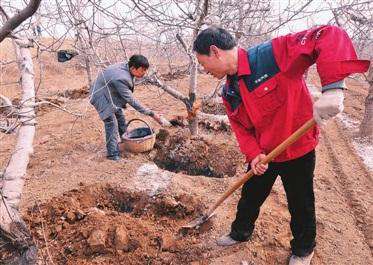 苹果树什么时候施肥好?