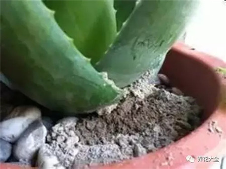 蚊香灰 蚊香灰