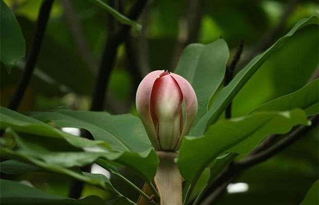 大理发现珍稀濒危植物红花木莲野生种群4.jpg