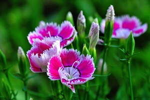 常夏石竹开花 常夏石竹开花