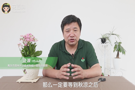 长寿花 长寿花