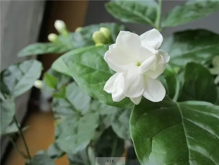 茉莉花 茉莉花