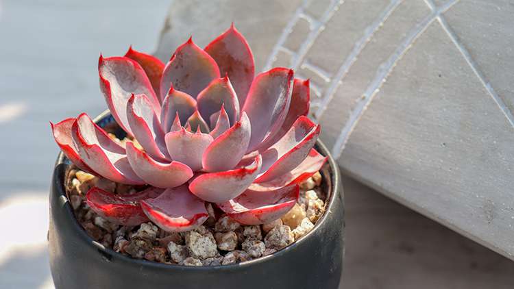 赫拉 Echeveria hera 赫拉 Echeveria hera