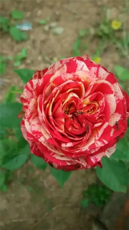 月季花 月季花