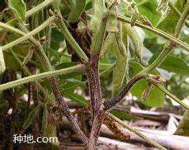 大豆根腐病要怎么防治？