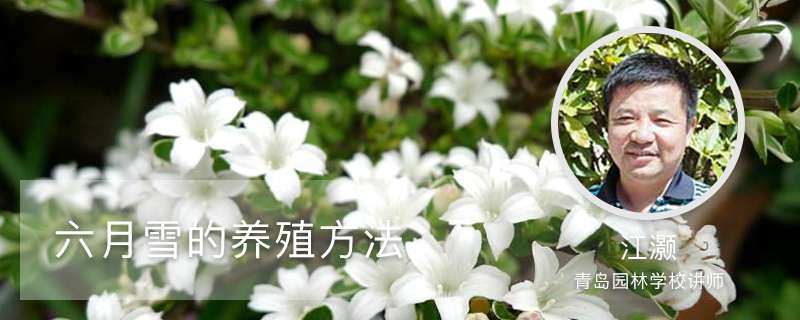 六月雪的养殖方法 六月雪的养殖方法