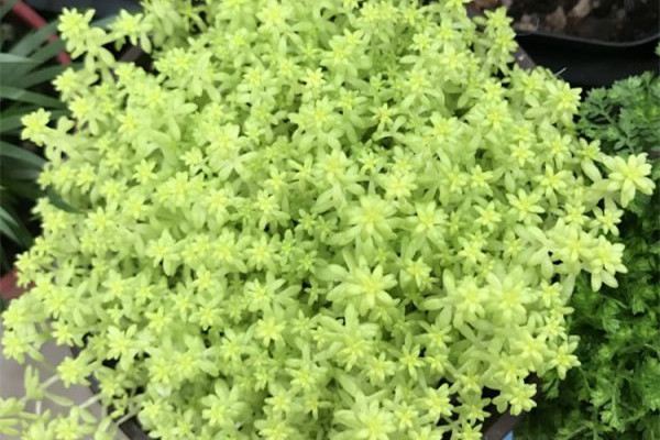 多肉植物如何养须根 多肉植物如何养须根