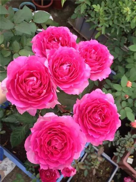月季花 月季花