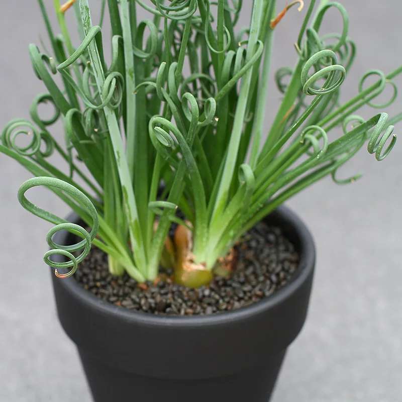 弹簧草
