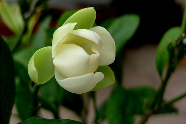 夜合花的四季养护方法 夜合花的四季养护方法