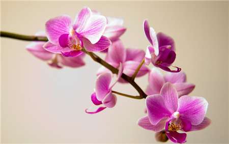 蝴蝶兰花谢后怎样养护 蝴蝶兰花谢后怎样养护