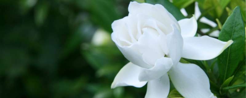 栀子花好养吗 栀子花好养吗