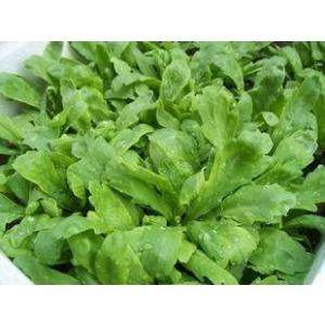 早春大棚茼蒿栽培技术