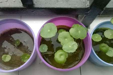 铜钱草 铜钱草