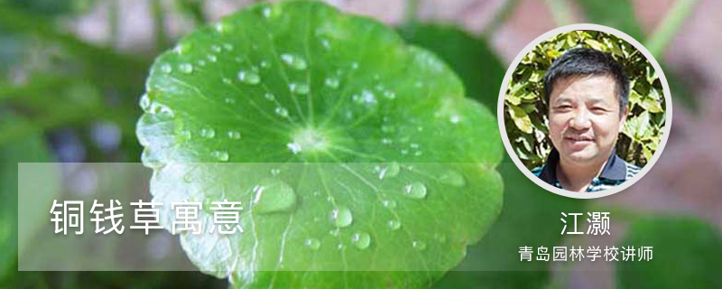 铜钱草寓意 铜钱草寓意