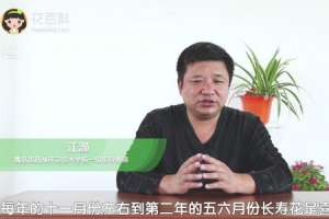 长寿花怎么不开花