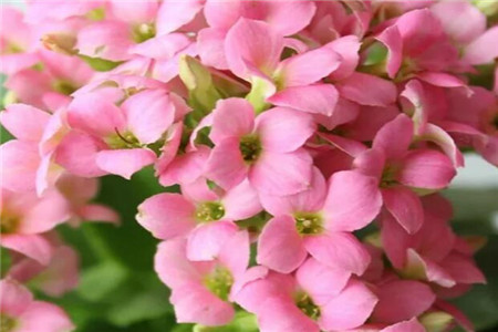 长寿花 长寿花