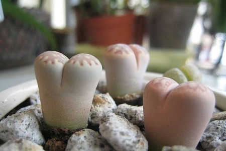 生石花 生石花