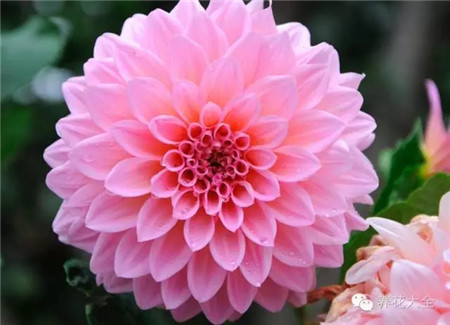 大丽花 大丽花