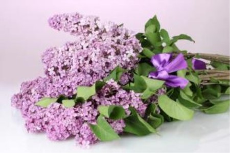 丁香花 丁香花