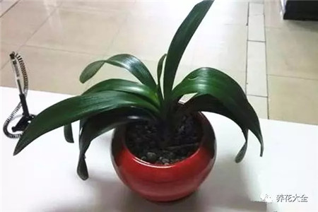 君子兰 君子兰