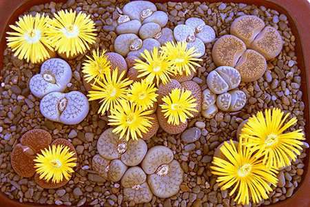 生石花 生石花