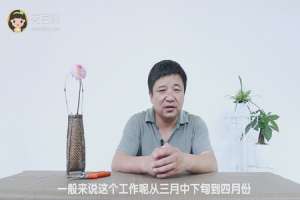 大丽花什么时候种植