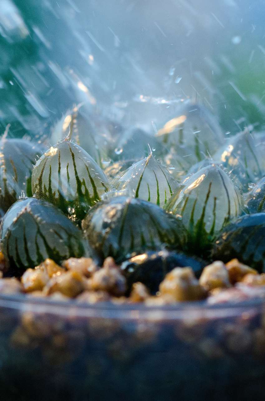 多肉植物手机壁纸图片
