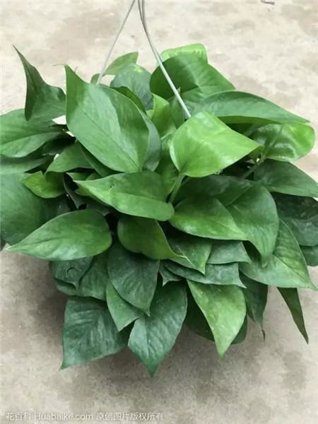 缺少光照 缺少光照