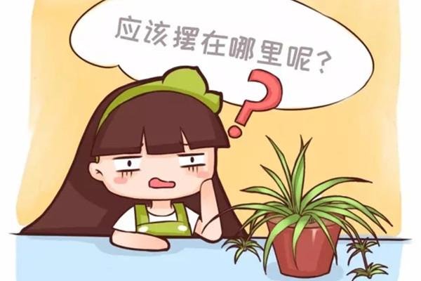 养了几十年花,位置没放对,白瞎了 养了几十年花,位置没放对,白瞎了