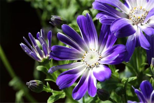 瓜叶菊的花语 瓜叶菊的花语