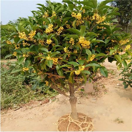 桂花 桂花