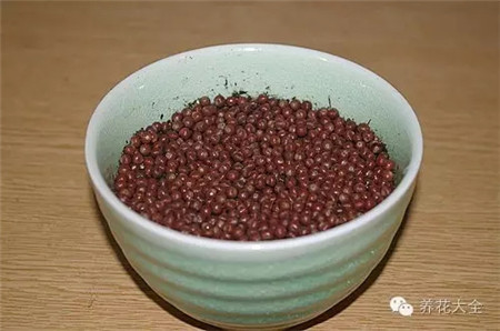 种子种到花盆中 种子种到花盆中